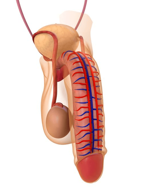 penis structure